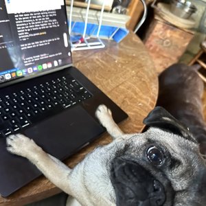 PoppyTheCoder's profile picture