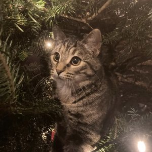 WillowTheCat's profile picture