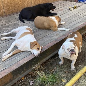 FarmDogs's profile picture